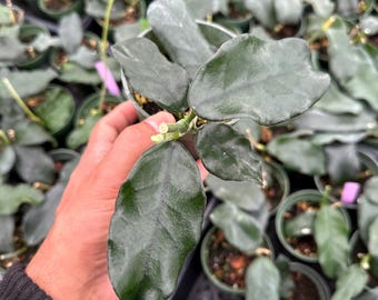 Hoya Lyi NOID UNROOTED Cutting - Etsy