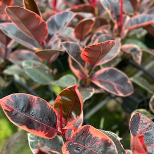 May include: Close-up of a plant with large, colorful leaves. The leaves are a mix of dark green, burgundy, and pink, with water droplets on the surface. The plant appears to be a type of rubber tree, with vibrant colors and textures.