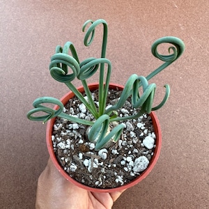 Albuca spiralis, frizzle sizzle, live plant 4”