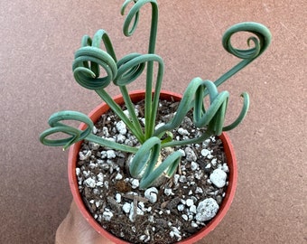 Albuca spiralis, frizzle sizzle, live plant 4”
