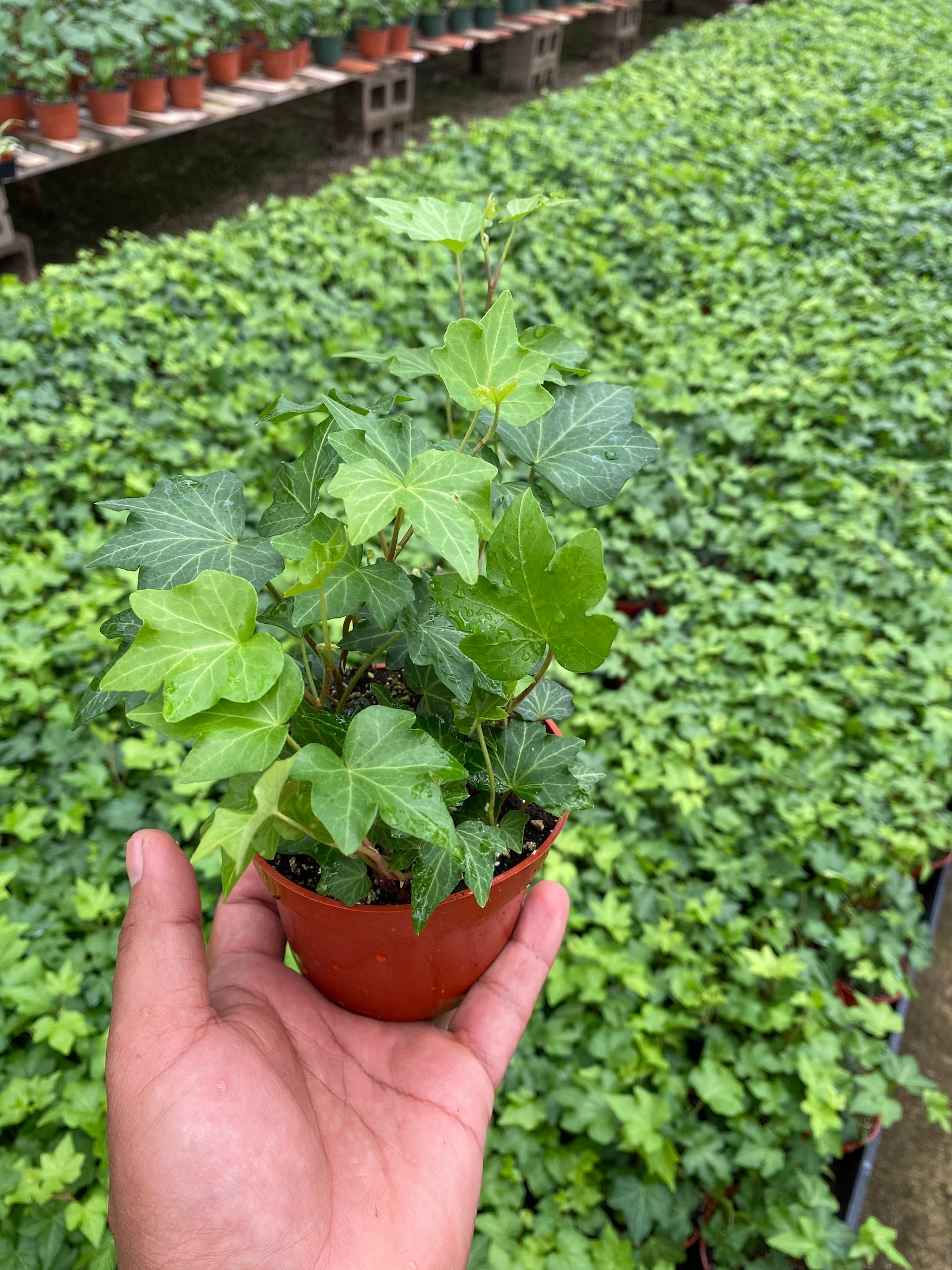 English Ivy Live Trailing Plant ”