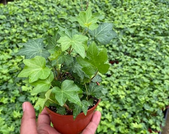 English Ivy Live Trailing Plant ”