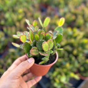 May include: A small potted succulent plant with green, rounded leaves edged in red. The plant is held in a brown plastic pot. The background is filled with similar plants, suggesting a nursery or garden setting.