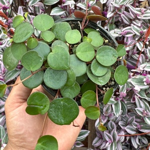 Peperomia Ruby Cascade 4”