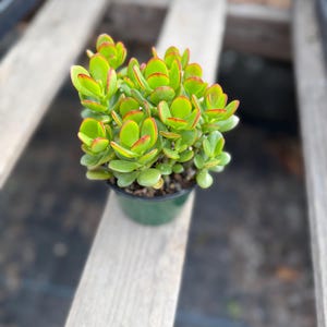 May include: A jade plant with thick, fleshy, oval-shaped green leaves featuring distinct reddish-orange edges. The succulent is potted in a small, dark green plastic container filled with soil, showcasing a dense cluster of foliage.