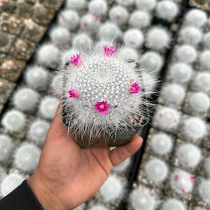 Old Lady Cactus, Mammillaria Hahniana Cactus 3.5”