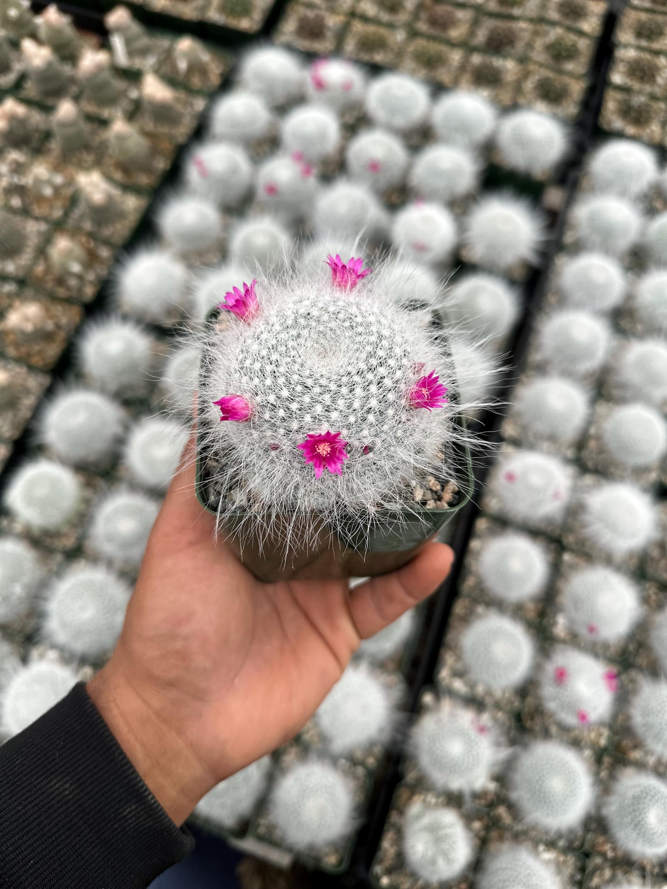 Old Lady Cactus, Mammillaria Hahniana Cactus 3.5 - Etsy