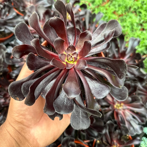 Aeonium Black Rose