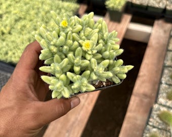 Variegated Pickle Plant (Delosperma echinatum f. variegata) 3.5”