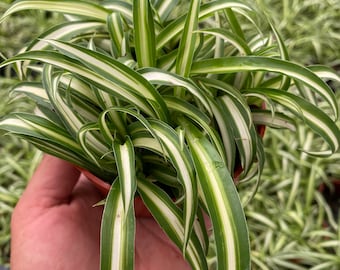 Curly Spider Plant