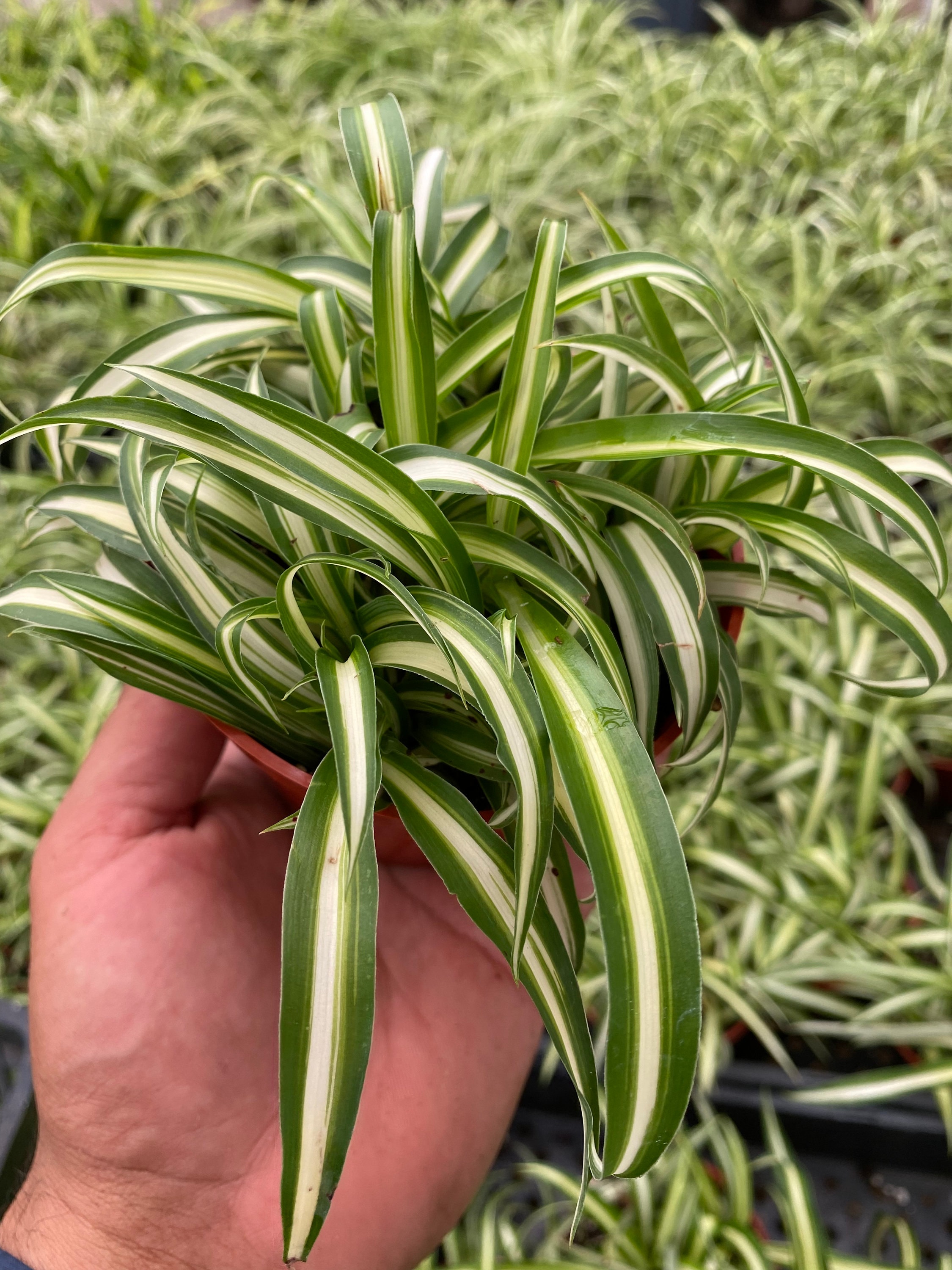 birdsnest snake plant vase life Snake Plant, Bird's Nest