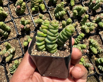 May include: A close-up of a small succulent plant with green leaves arranged in a spiral pattern. The plant is potted in a black plastic pot and is being held in a person's hand.