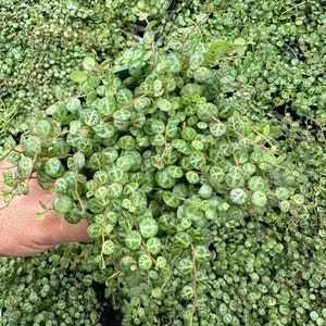 String of turtles Peperomia Prostrata, live plant image 4