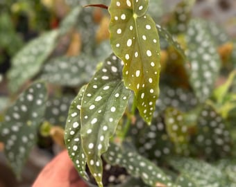 Begonia maculata, Polka Dot Begonia 4”