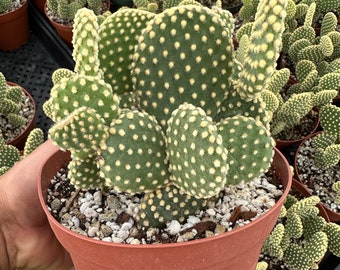 Opuntia microdasys, bunny ears cactus 6”