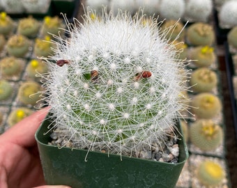 Mammilaria Sinforosensis - Etsy