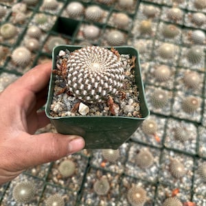 Sulcorebutia arenacea, rare cactus 3.5”