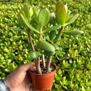 Tall jade tree 4”, (8” tall)