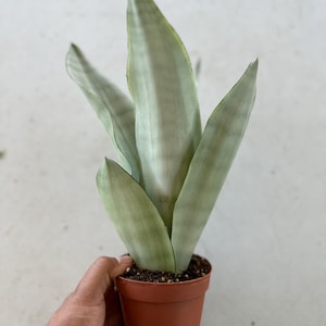 Snake Plant Moonshine pup