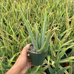 Aloe Vera low maintenance succulent, live succulent plant