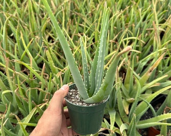 Aloe Vera low maintenance succulent, live succulent plant 12 pup