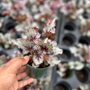 Rex Begonia ‘Marion Louise’, rare begonia 4”