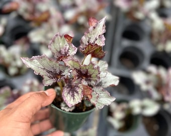 Rex Begonia ‘Marion Louise’, rare begonia 4”