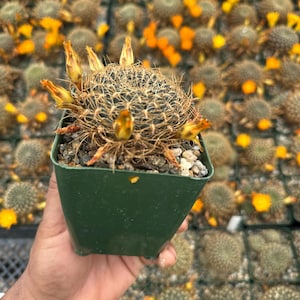 Sulcorebutia candiae, rare cactus 3.5”