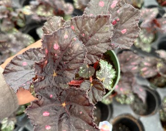 Begonia 'boston cherries and chocolate', rare begonia 4”
