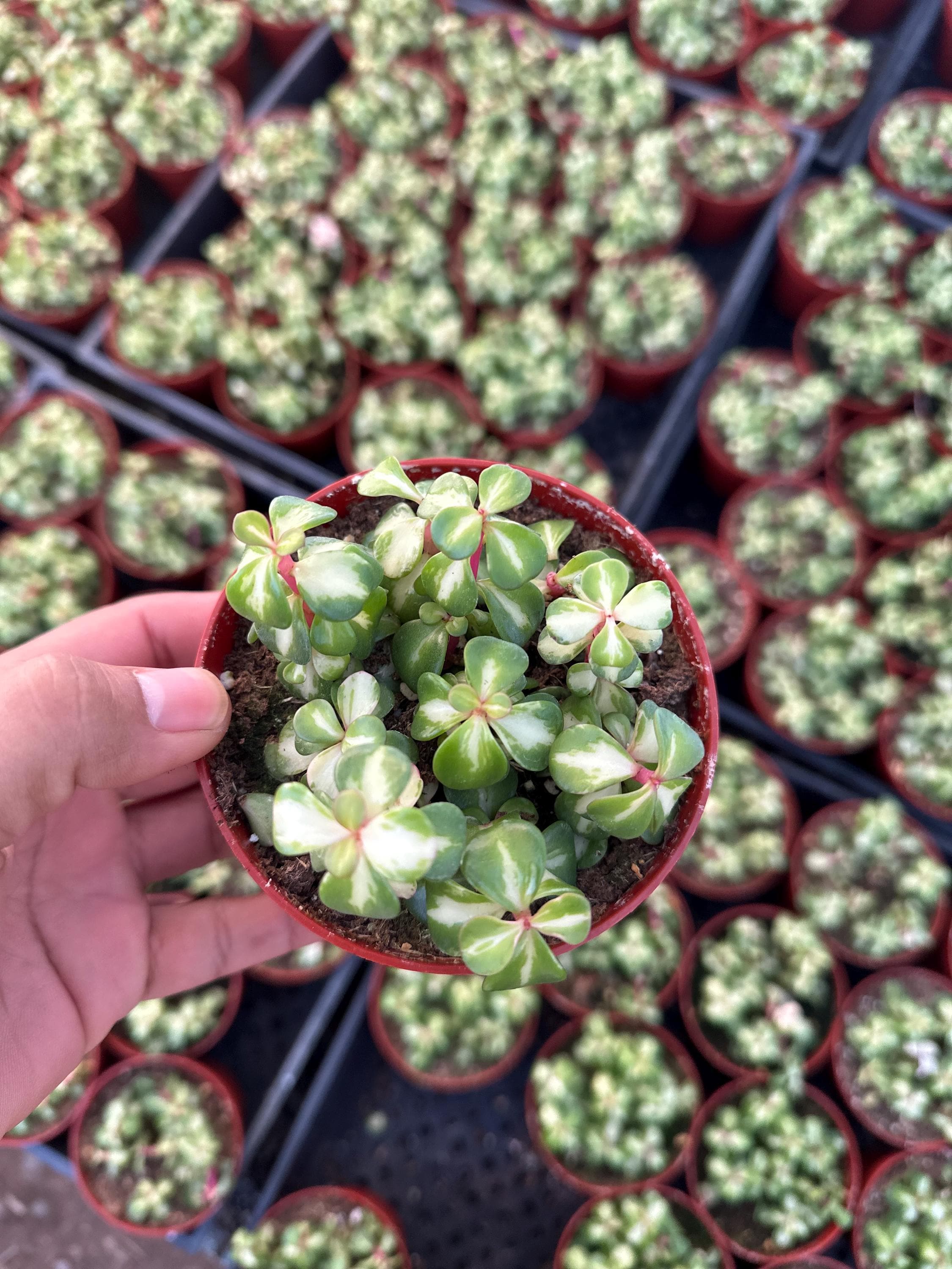 succulent terrariums Open Succulent terrarium - DIY kit main image 1