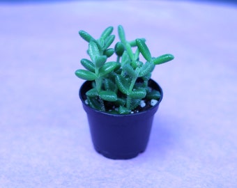 Pickle ice plant 2”