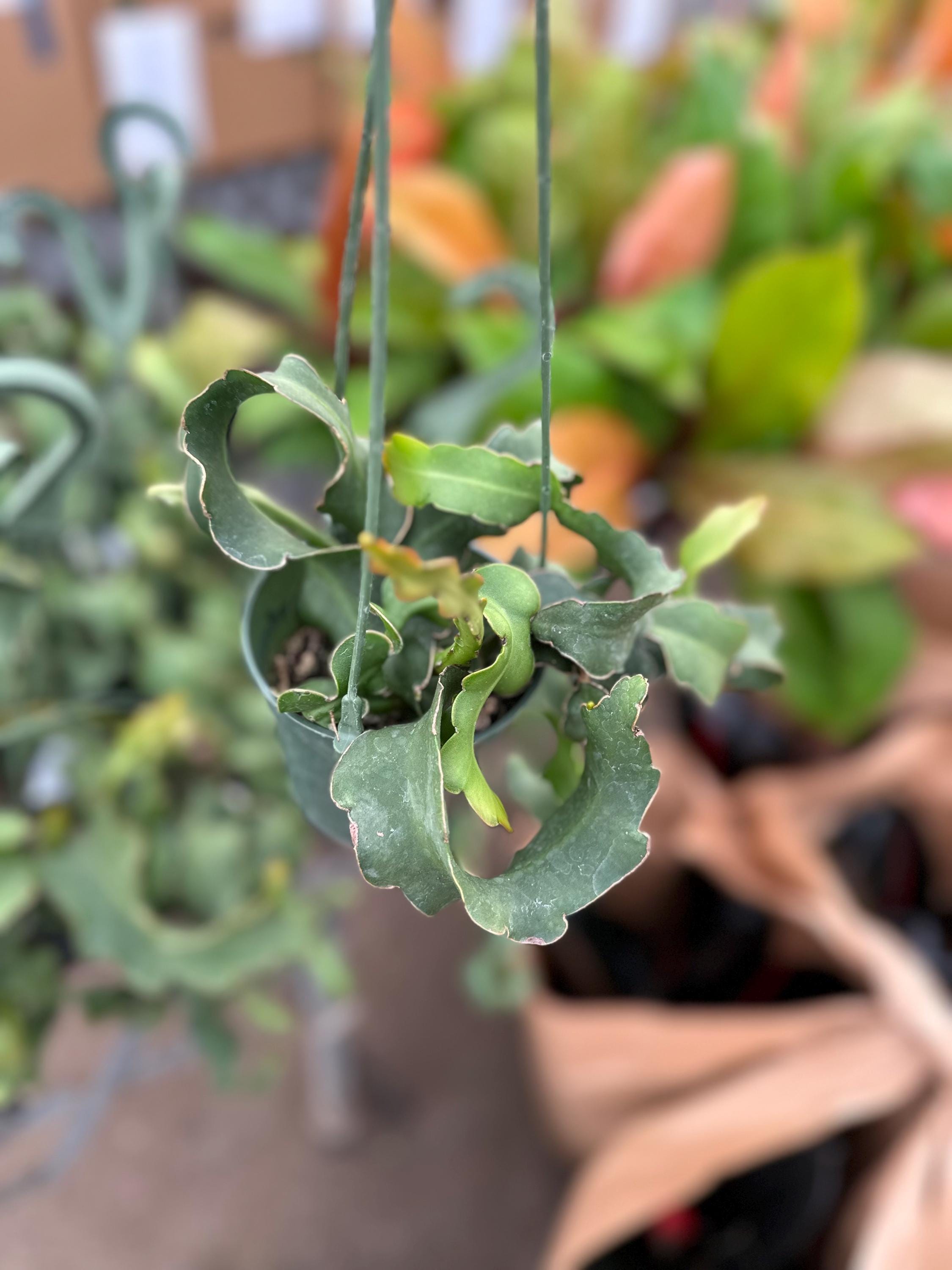 Epiphyllum Guatemalense 'monstrose, Curly Locks Orchid Cactus, Curly Sue 4  - Etsy