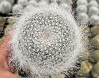 Old Lady Cactus, Mammillaria Hahniana Cactus 3.5”