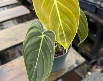 May include: A Philodendron melanochrysum plant in a small plastic pot, featuring heart-shaped leaves with a velvety texture. The foliage displays a gradient of colors, ranging from a deep, dark forest green to a vibrant, golden-yellow hue.