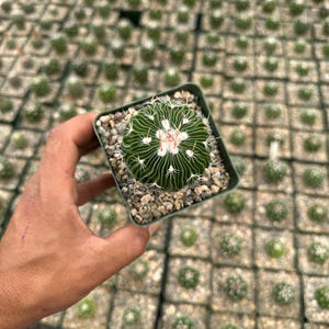 Echinofossulocactus multicostatus, rare cactus