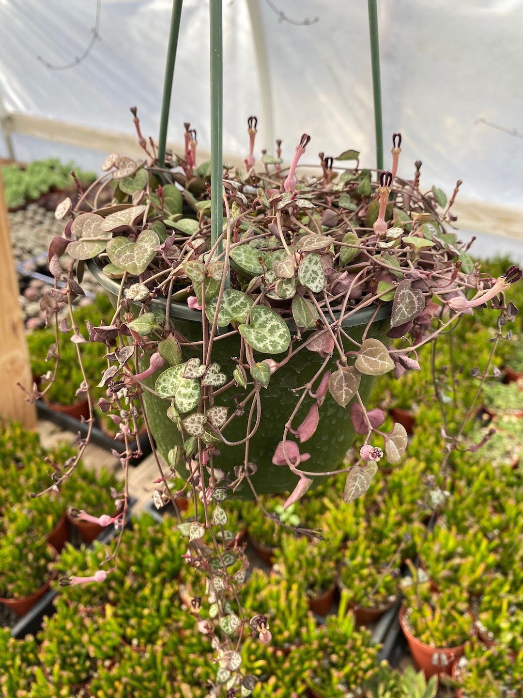 String of Hearts Etsy