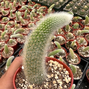 Monkey Tail Cactus 3.5