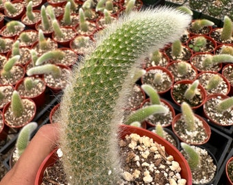 May include: A white-haired cactus with a long, slender stem in a brown pot. The cactus is surrounded by other cacti in pots.