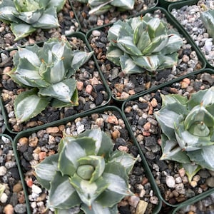 May include: Close-up of a group of small potted agave plants with white and green striped leaves. The plants are arranged in a grid pattern and are surrounded by small, dark brown rocks.