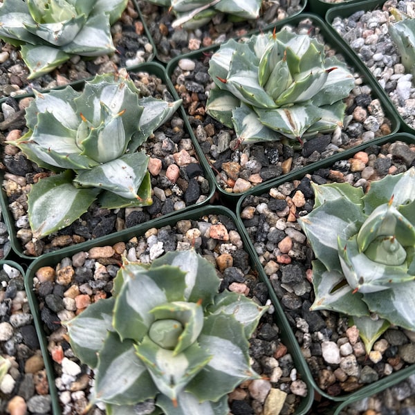 Variegated Dwarf Butterfly Agave - Agave isthmensis 'Ohi Raijin Shiro Nakafu’ 3.5” pot