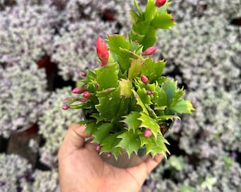 Christmas cactus