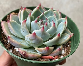 May include: A succulent plant with pale blue-green, fleshy, rosette-shaped leaves featuring sharp, pointed tips that are tipped with a deep reddish-pink color. The plant is potted in a small, round, dark green plastic container filled with soil.
