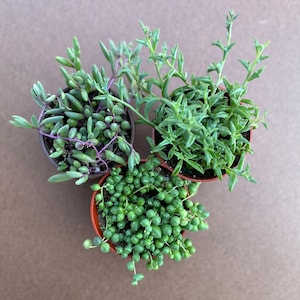 Three hanging amigos (Ruby necklace, String of pearls, string of dolphins)