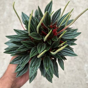 Peperomia Rosso