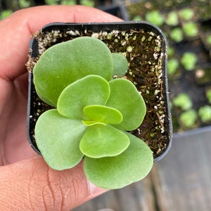 Portulaca molokiniensis &quot;ihi”