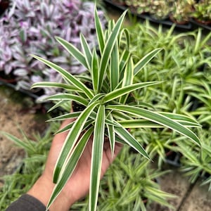 May include: A close-up of a spider plant with green and white striped leaves. The plant is being held in a hand.