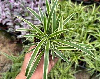 Reverse Spider Plant (Chlorophytum comosum)