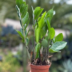 ZZ Plant, Zamioculcas zamiifolia, 4” container