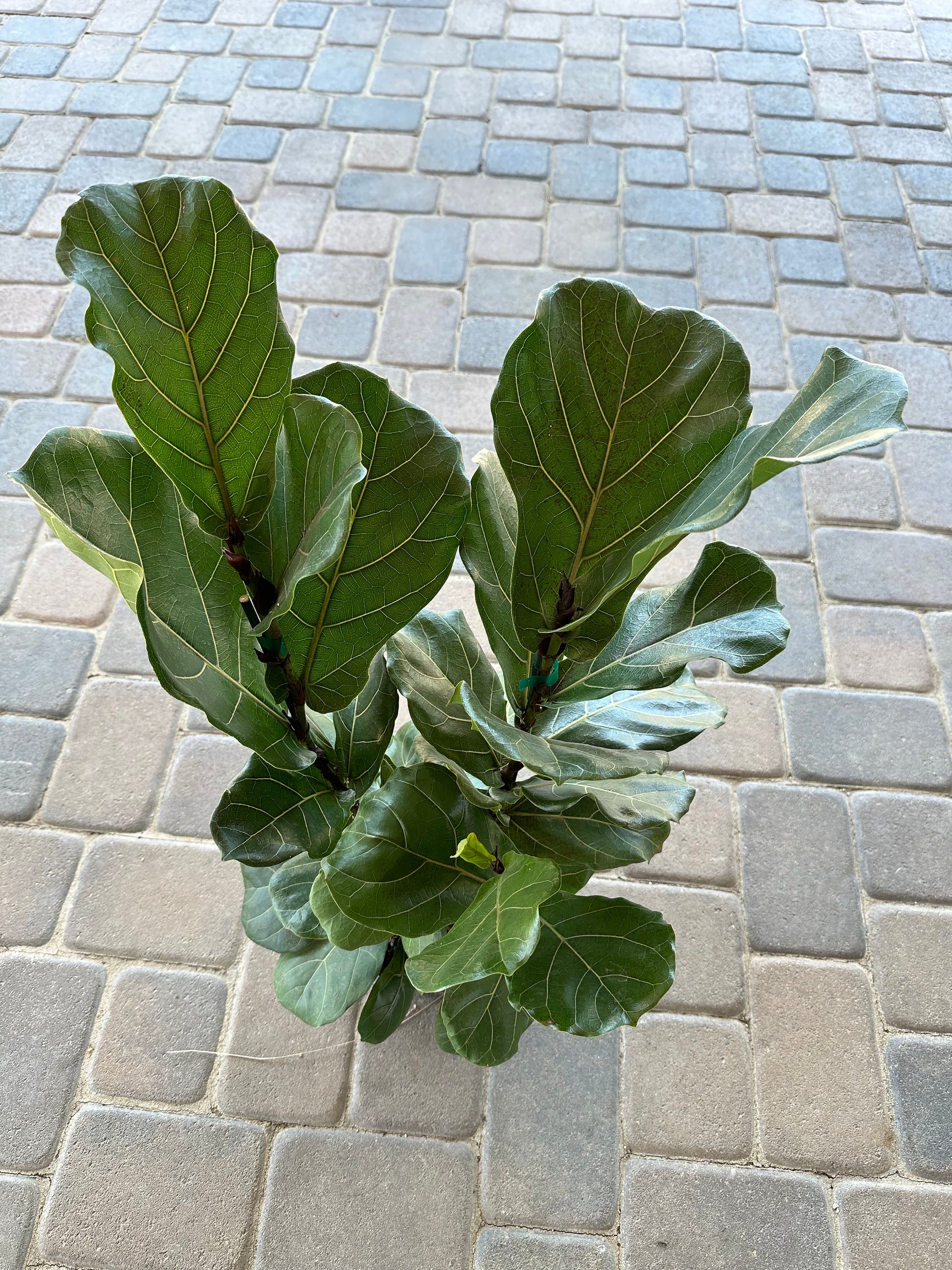 Fiddle leaf fig, ficus lyrata live plant (8”container)