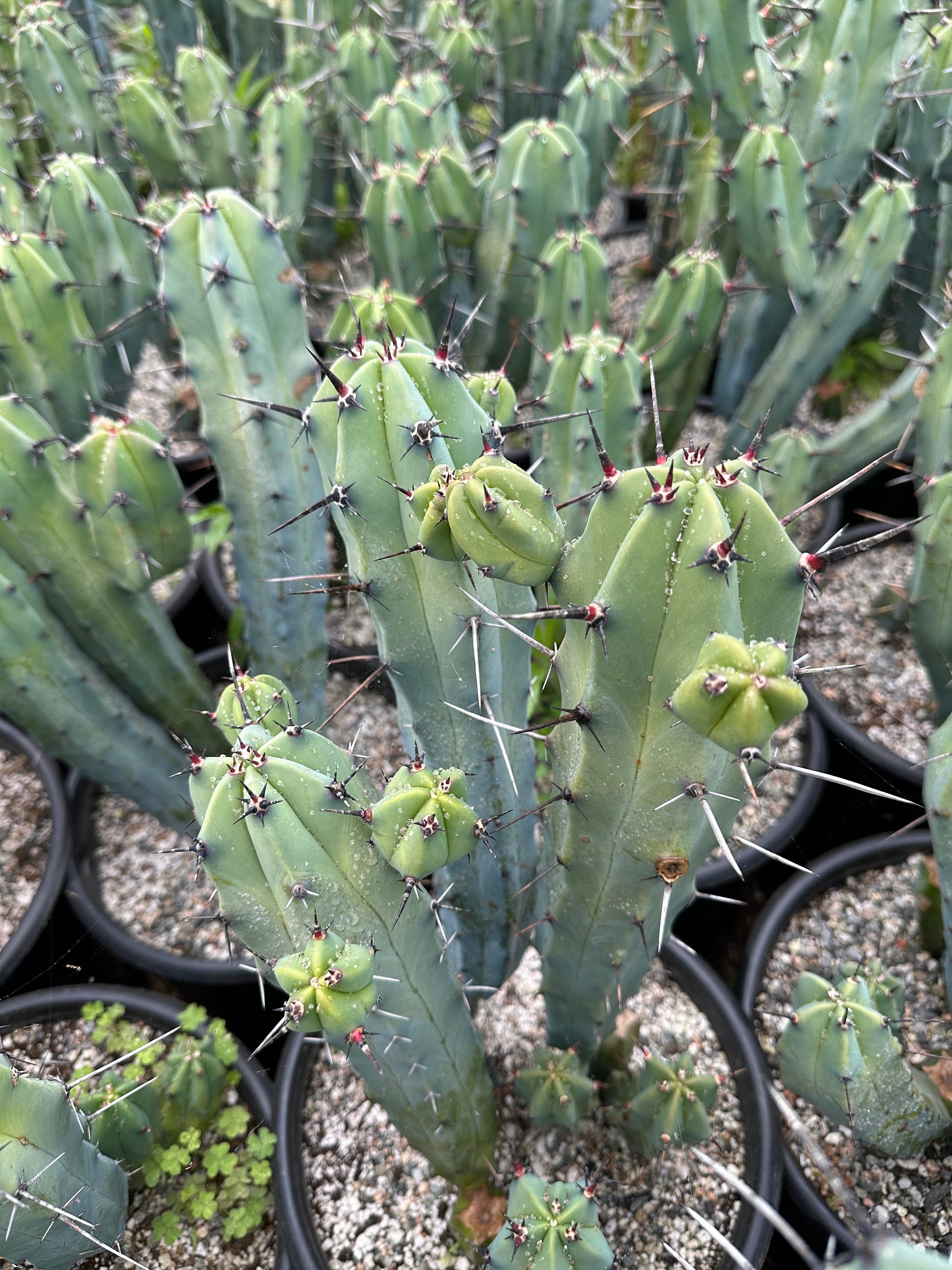Blue Myrtle Cactus (CUTTING, Unrooted)myrtillocactus Geometrizans - Etsy